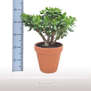 Crassula ovata
(1 Plants/Order)(25cmP 60cmH)