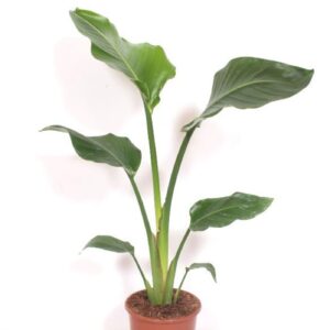 Strelitzia nicolai
(6 Plants/Order)(17cmP 85cmH)