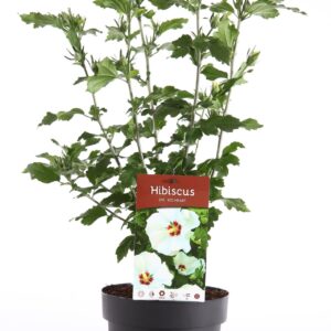 Hibiscus syriacus Red Heart P19/C3
(1 Plants/Order)(19cmP 55cmH)
