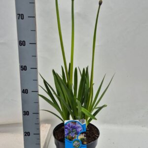 Agapanthus africanus Columba
(1 Plants/Order)(23cmP 100cmH)