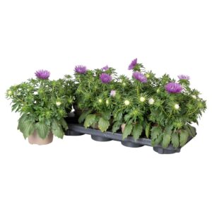 Callistephus chinensis 'Starlight P Callistephus Chinensis blue
(8 Plants/Order)(12cmP 25cmH)