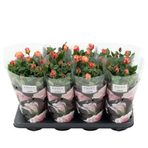 Rosa PatioHit Nolina Roses 13 cm Orange
(8 Plants/Order)(13cmP 36cmH)