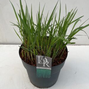 Panicum virgatum Prairy Sky'
(1 Plants/Order)(29cmP 90cmH)
