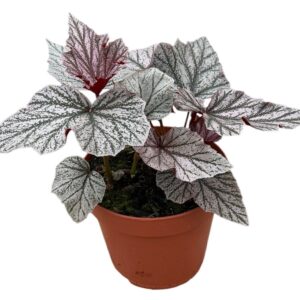 Begonia Pink mix
(6 Plants/Order)(17cmP 30cmH)