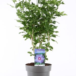 Hibiscus syriacus Oiseau Bleu' P21/C4.6
(1 Plants/Order)(21cmP 85cmH)