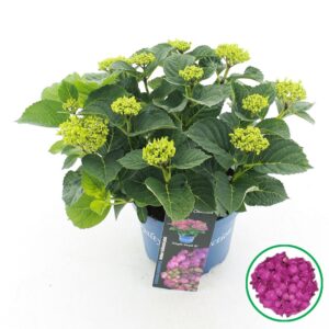 Hydrangea macrophylla other Royalty® 'Ningbo'® purple C3.5 (20cm.) Kn.
(5 Plants/Order)(20cmP 40cmH)
