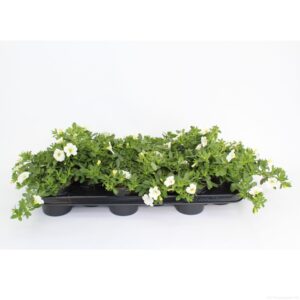 Minifamous White CaliBrachoa Minifamous Neo White
(12 Plants/Order)(10.5cmP 20cmH)