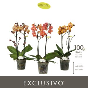 Phalaenopsis Multiflora Exclusivo Gold mix 2 spike
(6 Plants/Order)(12cmP 45cmH)