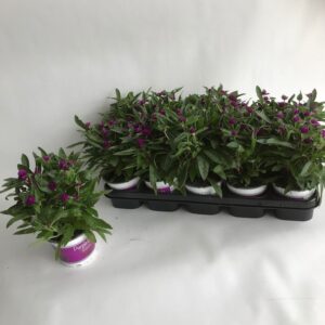 Gomphrena globosa Gomphrena Purple Dots
(10 Plants/Order)(12cmP 20cmH)