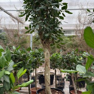Ficus benghalensis
(1 Plants/Order)(80cmP 400cmH)