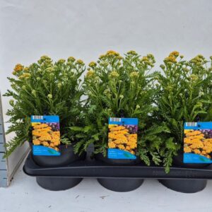 Achillea millefolium yellow terracotta
(6 Plants/Order)(17cmP 35cmH)