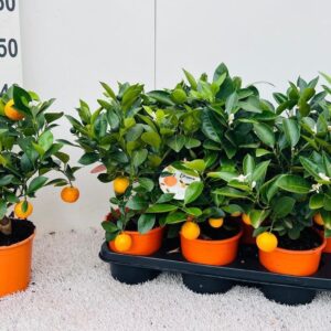 Citrofortunella x microcar Citrus Calamondin medi-stem
(6 Plants/Order)(14cmP 40cmH)