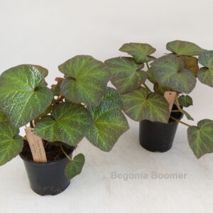 Begonia Boomer 14cm [Turtle
(6 Plants/Order)(14cmP 45cmH)