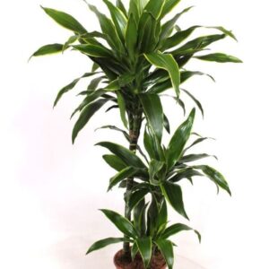 Dracaena Art 60-30-15
(1 Plants/Order)(21cmP 120cmH)
