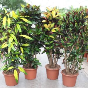 Codiaeum Codiaeum mix (Croton)
(4 Plants/Order)(40cmP 170cmH)