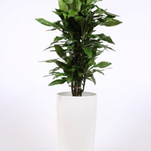 Dracaena Janet Lind Dracaena Janet Lind in Santorini Pot "wit"
(1 Plants/Order)(33cmP 160cmH)