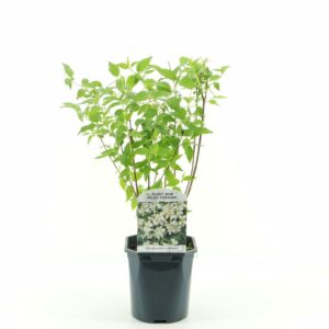 Philadelphus Lemoinei
(6 Plants/Order)(17cmP 40cmH)