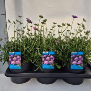 Scabiosa Butterfly Blue
(6 Plants/Order)(17cmP 35cmH)