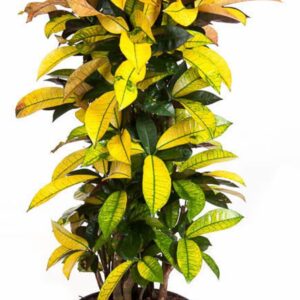 Codiaeum Mrs Iceton busch P31
(1 Plants/Order)(31cmP 140cmH)