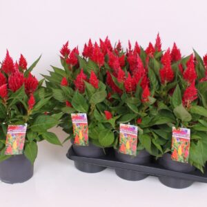 Celosia Kelos Fire Red XL 17 CM
(6 Plants/Order)(17cmP 40cmH)