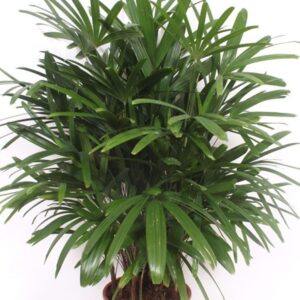 Rhapis excelsa
(1 Plants/Order)(27cmP 110cmH)
