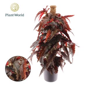 Begonia maculata Black Forest Forrest Mosstok
(6 Plants/Order)(16cmP 60cmH)