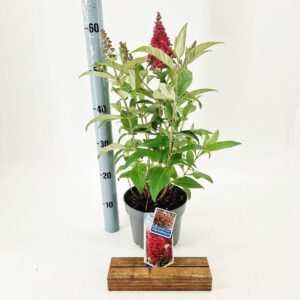 Buddleja Butterfly Candy mixed d. Little Bubblegum
(1 Plants/Order)(19cmP 40cmH)