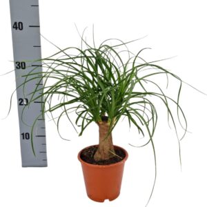 Nolina recurvata Beaucarnea 12 cm
(10 Plants/Order)(12cmP 30cmH)