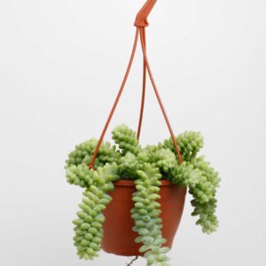 Sedum burrito Sedum Burrito Hang
(3 Plants/Order)(12cmP 15cmH)