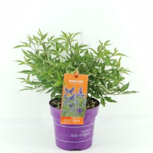 Vitex agnus-castus Queen Bee (First Editions®)
(1 Plants/Order)(19cmP 55cmH)
