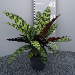 Calathea lancifolia (insignis)
(6 Plants/Order)(12cmP 35cmH)