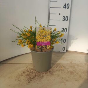 Genista lydia
(1 Plants/Order)(17cmP 20cmH)
