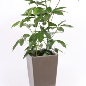 Schefflera Amate "in Piza Pot ""taupe"""
(1 Plants/Order)(33cmP 120cmH)