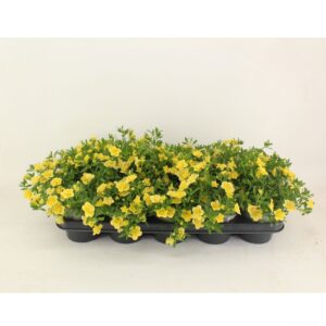 Calibrachoa Callie Double Yellow Calibrachoa Doubble Light Yellow
(10 Plants/Order)(12cmP 22cmH)