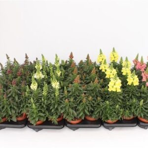 Antirrhinum majus mixed Antirrhinum Majus mix Layer
(8 Plants/Order)(13cmP 35cmH)