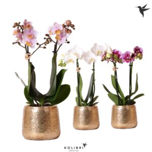 Phalaenopsis mixed 2 spike in Luxury Pot gold
(6 Plants/Order)(9cmP 40cmH)