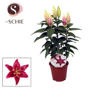 Lilium Magny Cours OR 13cm
(8 Plants/Order)(13cmP 50cmH)