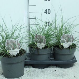 Miscanthus Red Chief sin. P19
(3 Plants/Order)(19cmP 40cmH)