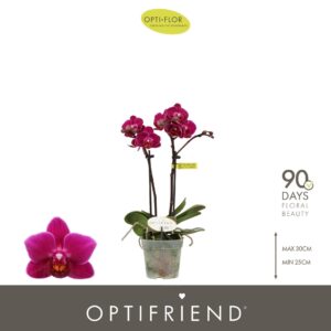 Phalaenopsis Multifloratypes other Optifriend Emma 2 spike
(8 Plants/Order)(7cmP 25cmH)