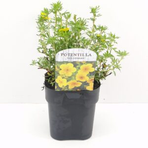 Potentilla Goldfinger frut.
(6 Plants/Order)(17cmP 25cmH)