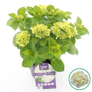 Hydrangea macrophylla other Forever Ever® white C5 (23cm.) Kn.
(1 Plants/Order)(23cmP 45cmH)