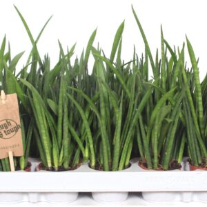 Sansevieria bacularis
(20 Plants/Order)(6cmP 25cmH)