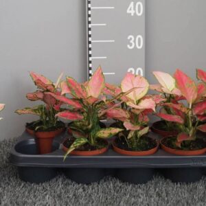Aglaonema mixed
(6 Plants/Order)(10.5cmP 20cmH)