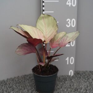 Calathea rosea-picta Silverplate plate
(6 Plants/Order)(12cmP 35cmH)