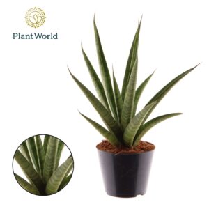 Sansevieria trifciata' Pineapple
(11 Plants/Order)(10.5cmP 30cmH)