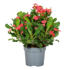 Euphorbia Vulcanus Euphorbia Milli Vulcano
(6 Plants/Order)(13cmP 25cmH)