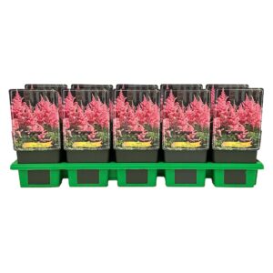 Astilbe Darwin's Dream' P11
(10 Plants/Order)(11cmP 25cmH)