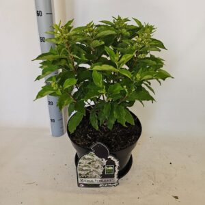 Hydrangea Magical Starlight paniculata
(1 Plants/Order)(29cmP 80cmH)