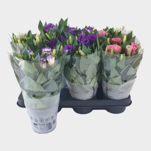 Eustoma Bolero Lisianthus mixtray 10.5cm frosted hoes
(10 Plants/Order)(10.5cmP 28cmH)