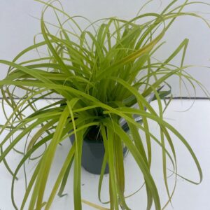 Carex oshimensis Evercolor Everillo
(6 Plants/Order)(17cmP 30cmH)